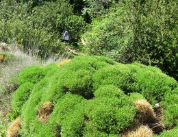 stálo za to i vdechovat vůni místní flory