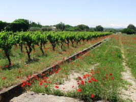 jsme zamířili kolem vinic