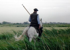 a funguje tu letitá tradice chovu koní-běloušů