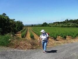 Chvílemi z toho purpuru vyrůstaly vinice
