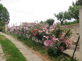 a obdivujeme místní zahrádkáře