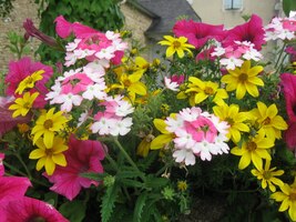 Některé z nich dosud neuvadly