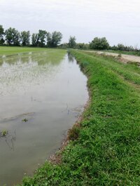 Jsou tu i pravá rýžová pole