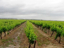 a zkoumáme princip zavlažování zdejších vinic