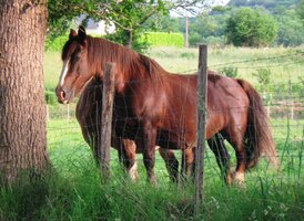 a pak už start!    Bonjour, chevalés!
