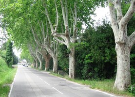 platanovou alejí ven z Goghova města