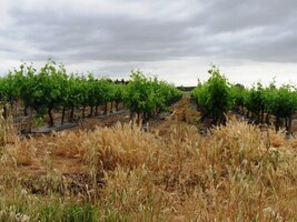 Je pod mrakem, ale na déšť to nevypadá