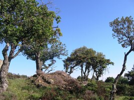 Jsou tu jehličnany i listnáče všech tvarů