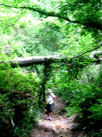 místy i téměř deštnými lesy