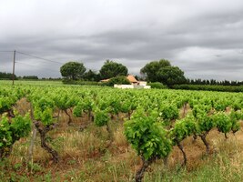 Jdeme kolem malebných viničních usedlostí