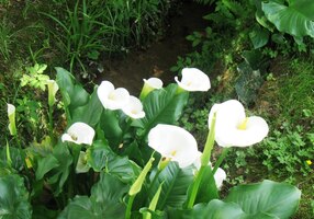 a všudypřítomných květů kaly