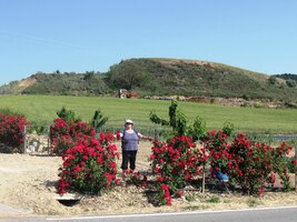 Cesta vedla mezi květy,