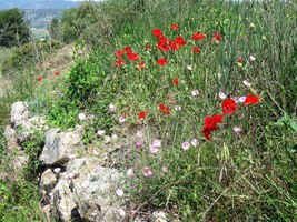 Vlčí mák mezi nimi jako vždy kraloval