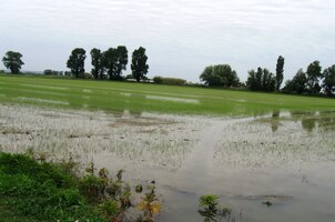 Až sem zasahuje oblast delty řeky Rhony - Camarque