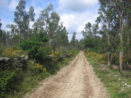 Poutní cesta vede přes lesy