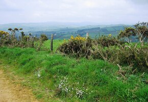 je obrostlá raně jarní květenou