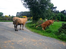 Dobytek je z toho celý divý