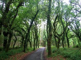 pod dalšími křivolakými eukalypty