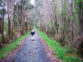 Místy jdeme v sevření eukalyptových stěn