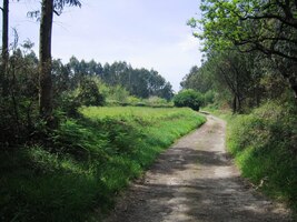 a jdeme eukalyptovými lesy