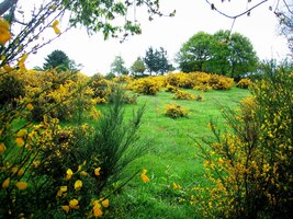 Žluté keře macchie jaou všudypřítomné