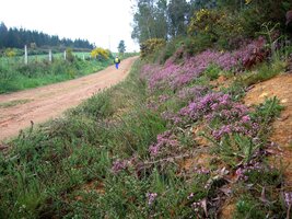 Za Sobradem kvete erika - vypadá však zcela jako vřes