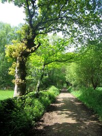Camino - chemin - way - route - weg, prostě cesta