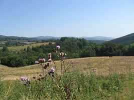 lučinami, ale i křovím