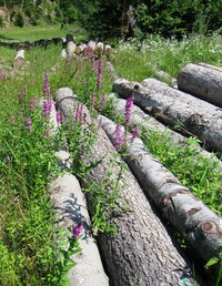 a přeskakovat všelijaké malebné překážky