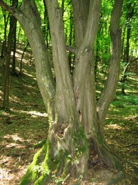 a kolem takovýchto jedinců