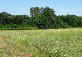 Tady jsme vstoupili do lesů