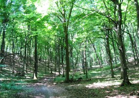 Stínem pod korunami stromů