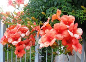 Večerní cesta provoněným Prešovem