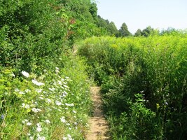 a pokračujeme úzkou luční pěšinou