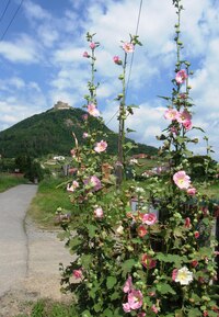 s kýčovitou dekorací letní flóry