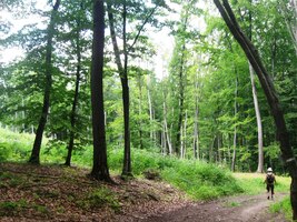 a pak už vyrazili do typických bučin