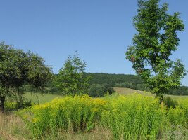 v barvách z Goghových pláten