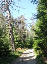 Hřebenovka jde nejprve lesem,