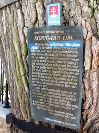 Na jedné z nich stojí mohutná lípa,
