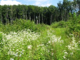 nejvyšší kótě mini-pohoříčka Stráže