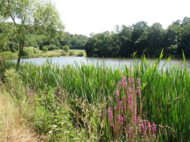 která nás čeká za rybníkem Farárova Jama