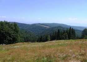 Rostou tu borůvky, brusinky, vřes