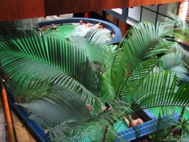 posledním pohledem na tropický vodní svět