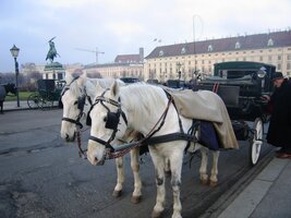 Nezbytní koně na Heldenplatz - živí i z kamene