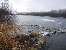 Žijí tu kormoráni, volavky, čápi a vzácně též roháč a drop