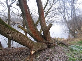 Velikáni lužních lesů