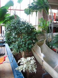 Mezi tropickou květenou,