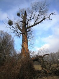 Strom-veterán umořen jmelím