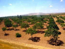 Pistácie před Sanli Urfa