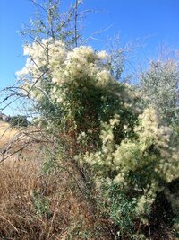 Co to je? Bavlník ne...